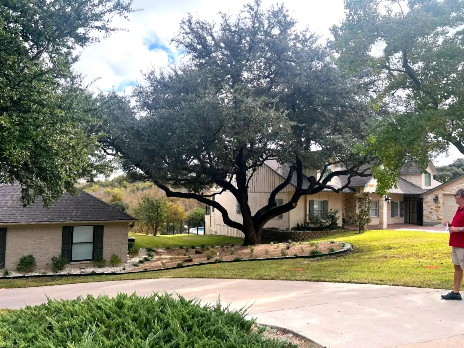 A large live oak with a new curved bed, stone edging, and fresh plantings beneath it.